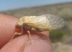 Derotettix mendosensis