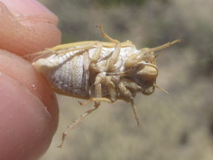 Derotettix mendosensis