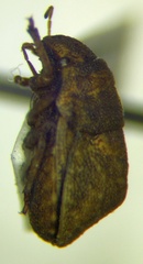 Psacasta neglecta