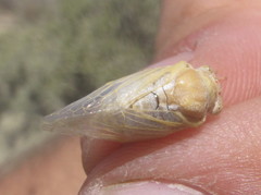 Derotettix mendosensis