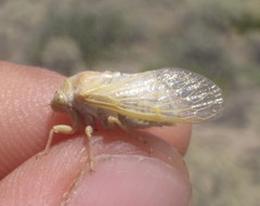 Derotettix mendosensis