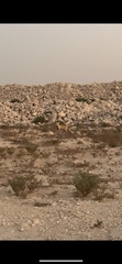 Vulpes vulpes arabica
