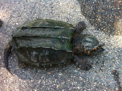 Macrochelys temminckii