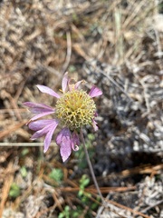 Gaillardia aestivalis winkleri