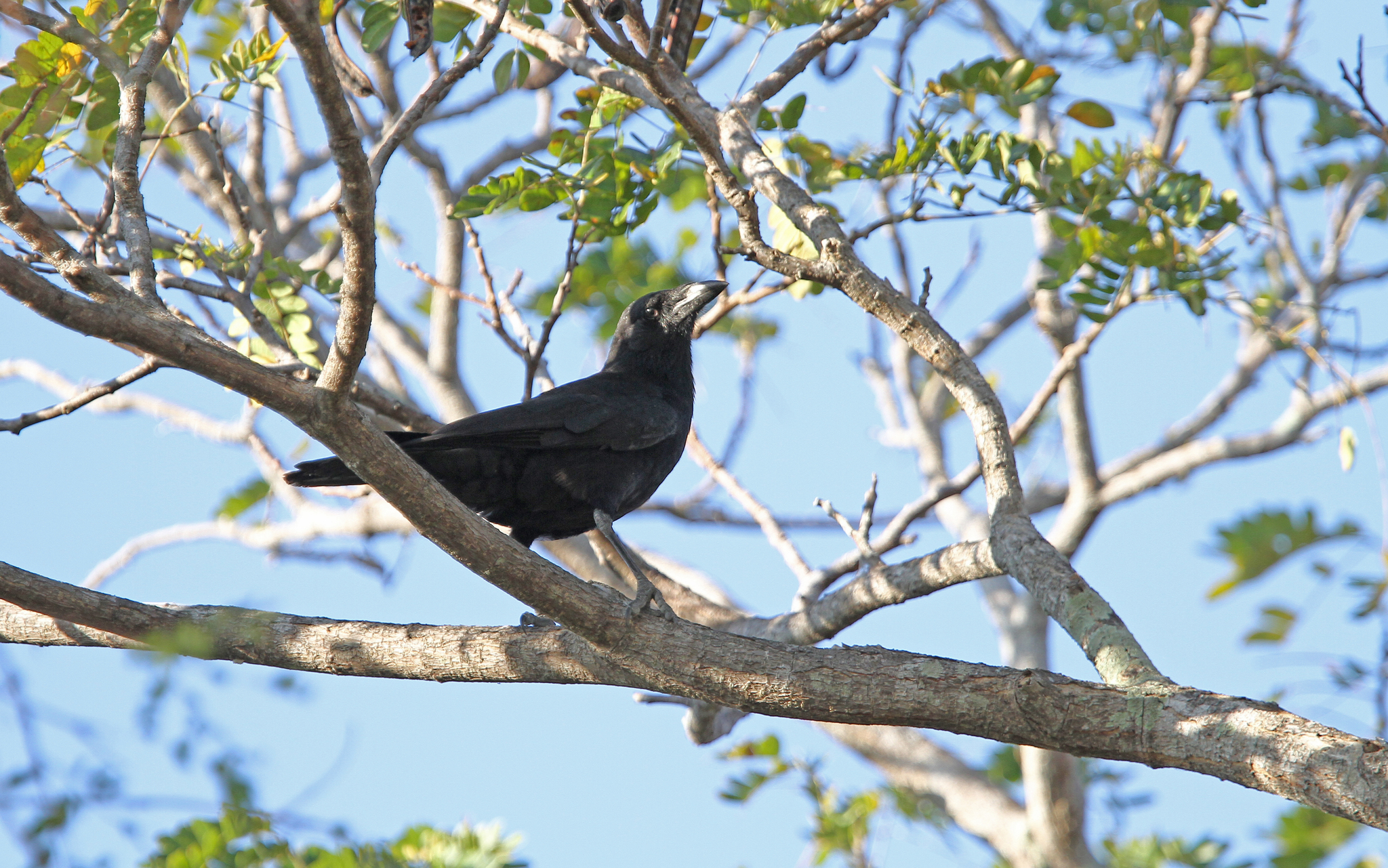 Cuban Palm-Crow illustration