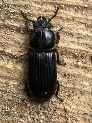 Passalus