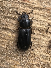 Passalus