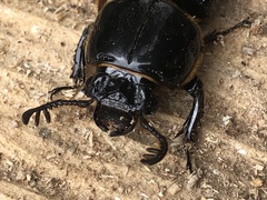 Passalus