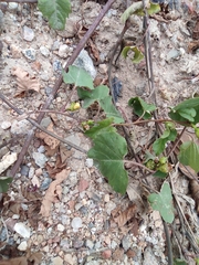 Merremia hederacea