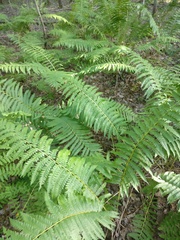 Osmundastrum cinnamomeum