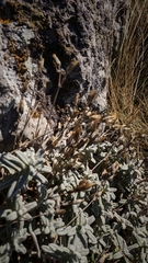 Cerastium biebersteinii