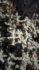 Cerastium biebersteinii