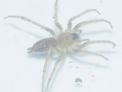 Hippasa holmerae