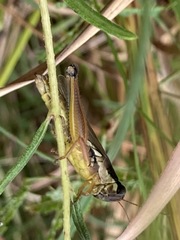 Paroxya atlantica