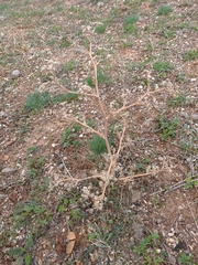 Trinia glauca