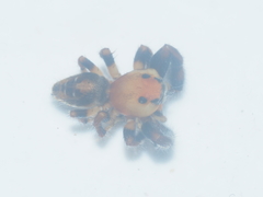 Thyene imperialis