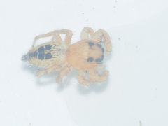Thyene imperialis