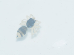 Phintella vittata