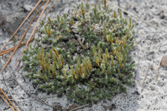 Selaginella acanthonota