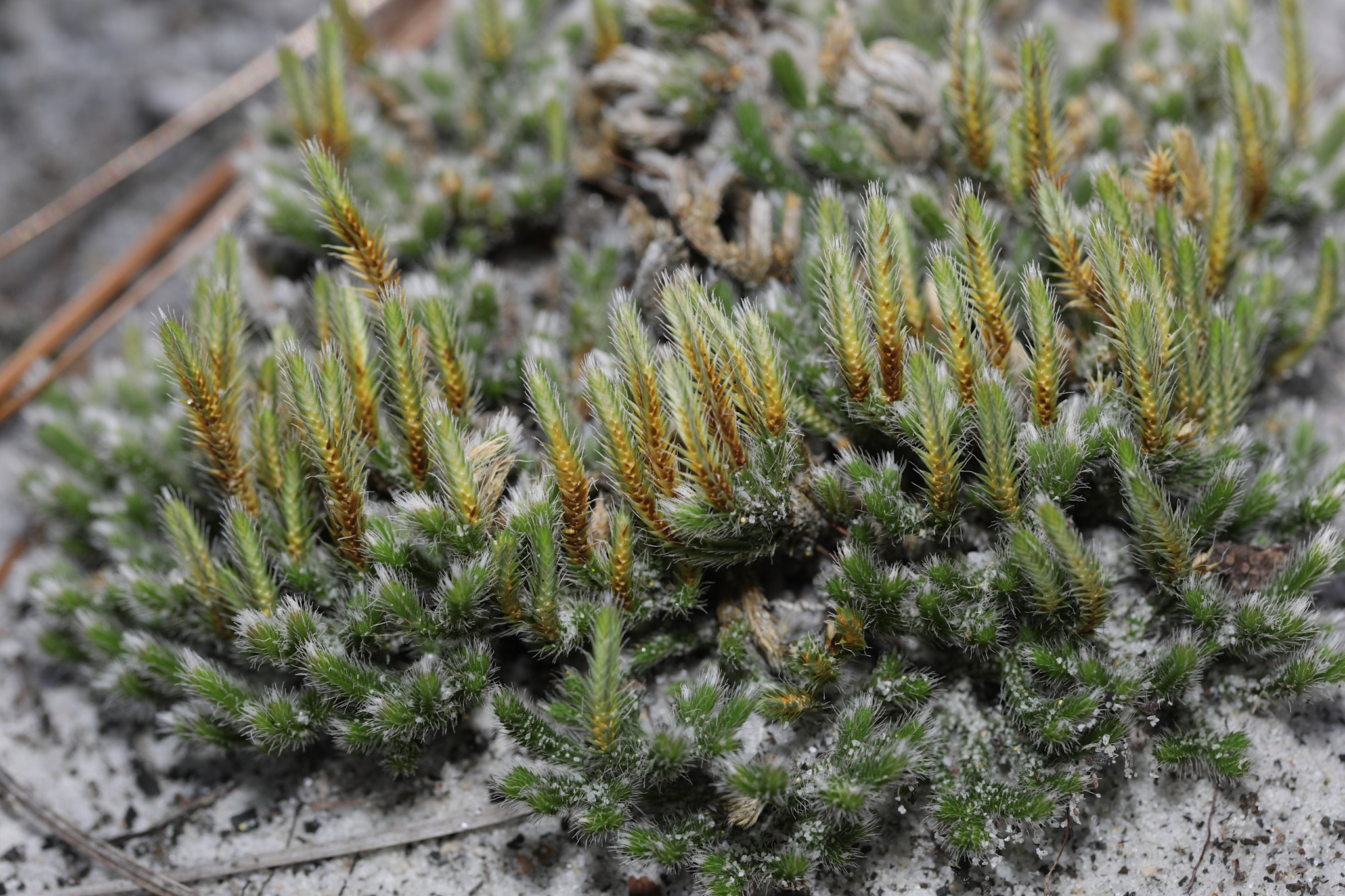 Selaginella acanthonota