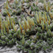 Spiny Spikemoss - Photo (c) Patrick Coin, some rights reserved (CC BY-NC)