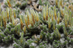 Selaginella acanthonota