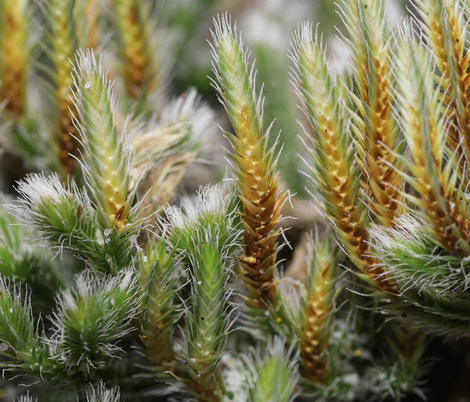 selaginella rupestris