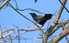 Corvus nasicus