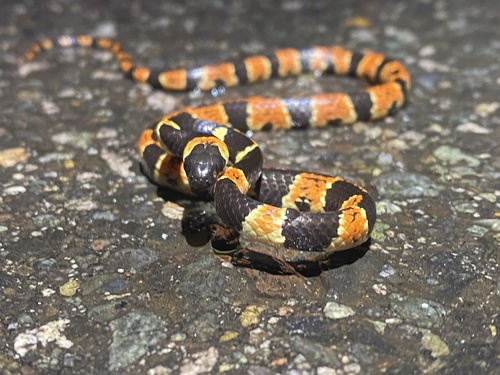 Photo of a Cope's Snail Sucker (Sibon anthracops)