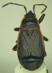 Pyrrhocoris marginatus