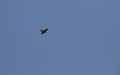 Gundlach's Hawk (Astur gundlachi), photo 4