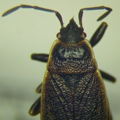 Pyrrhocoris marginatus