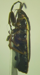 Pyrrhocoris marginatus