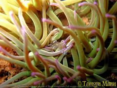 Periclimenes sagittifer