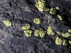 Lecanora epanora