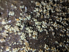 Lecanora epanora