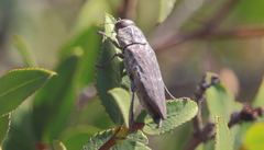 Ectinogonia buquetii