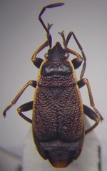 Pyrrhocoris marginatus