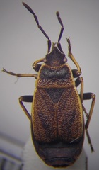 Pyrrhocoris marginatus