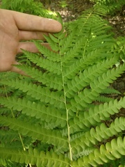 Osmundastrum cinnamomeum