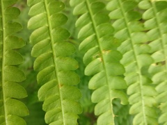 Osmundastrum cinnamomeum