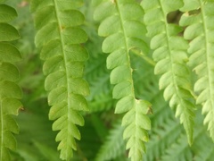 Osmundastrum cinnamomeum