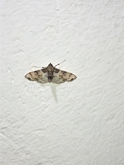 Azochis rufidiscalis