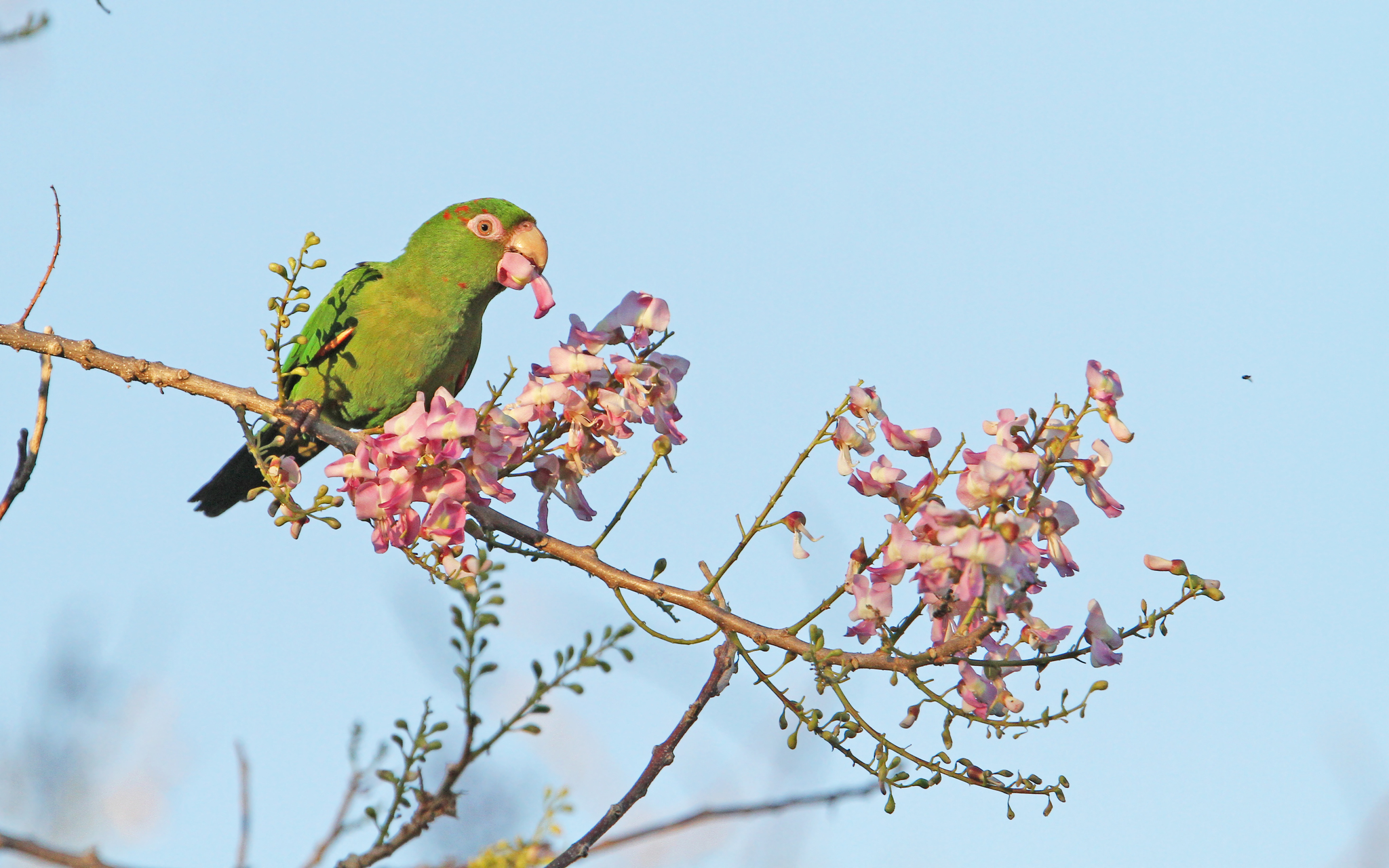 Cuban Parakeet illustration