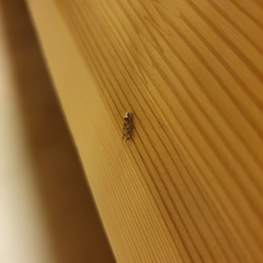 Endrosis sarcitrella