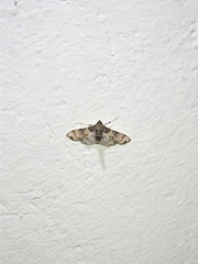 Azochis rufidiscalis
