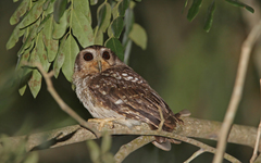 Margarobyas lawrencii