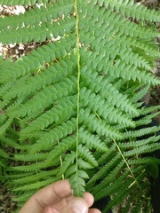 Osmundastrum cinnamomeum