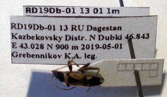 Raglius confusus