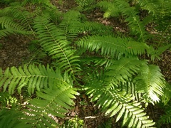 Osmundastrum cinnamomeum